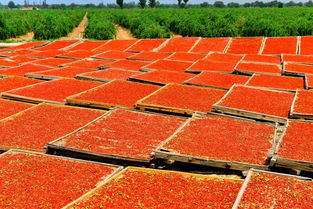 4億消費(fèi)者可通過拼多多分享甘肅農(nóng)特產(chǎn)品